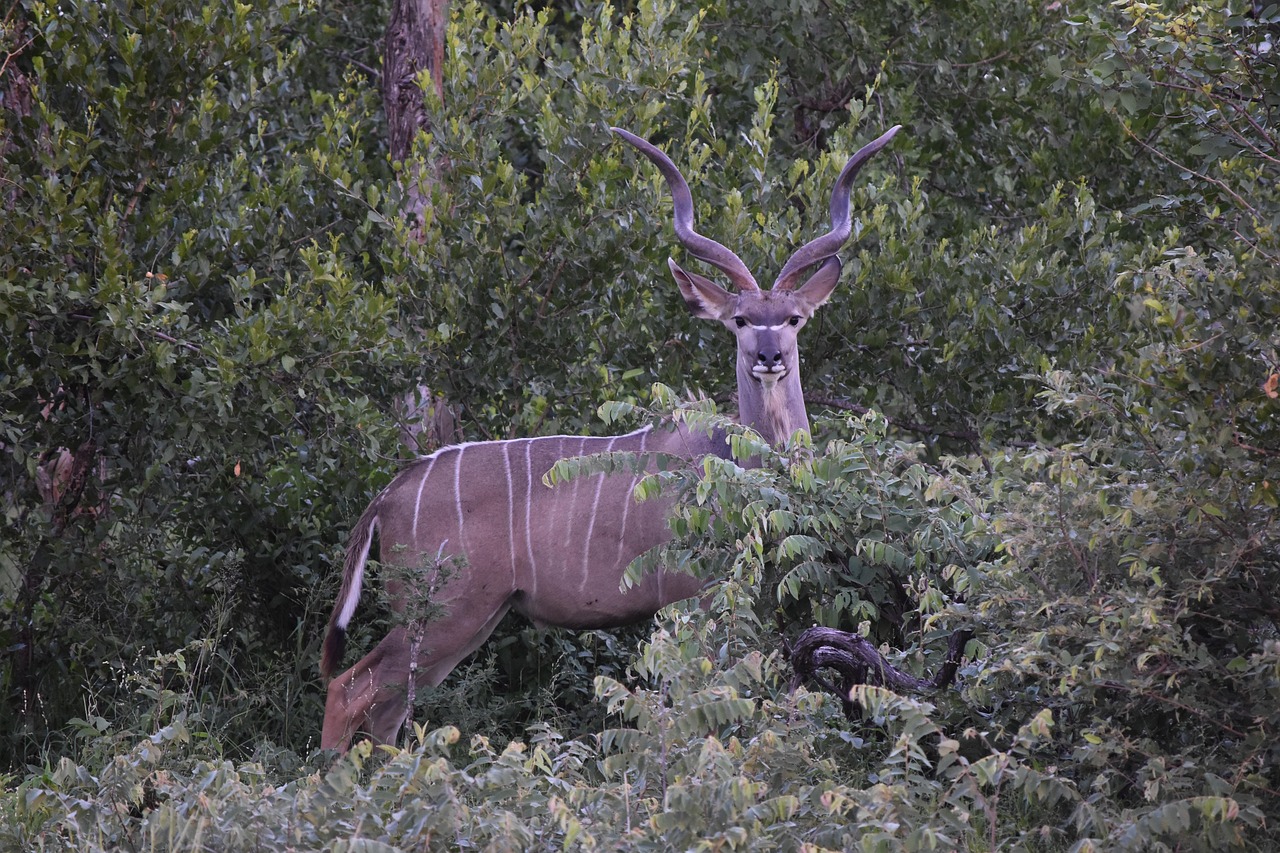 greater kudu antelope plains game bushveld south africa